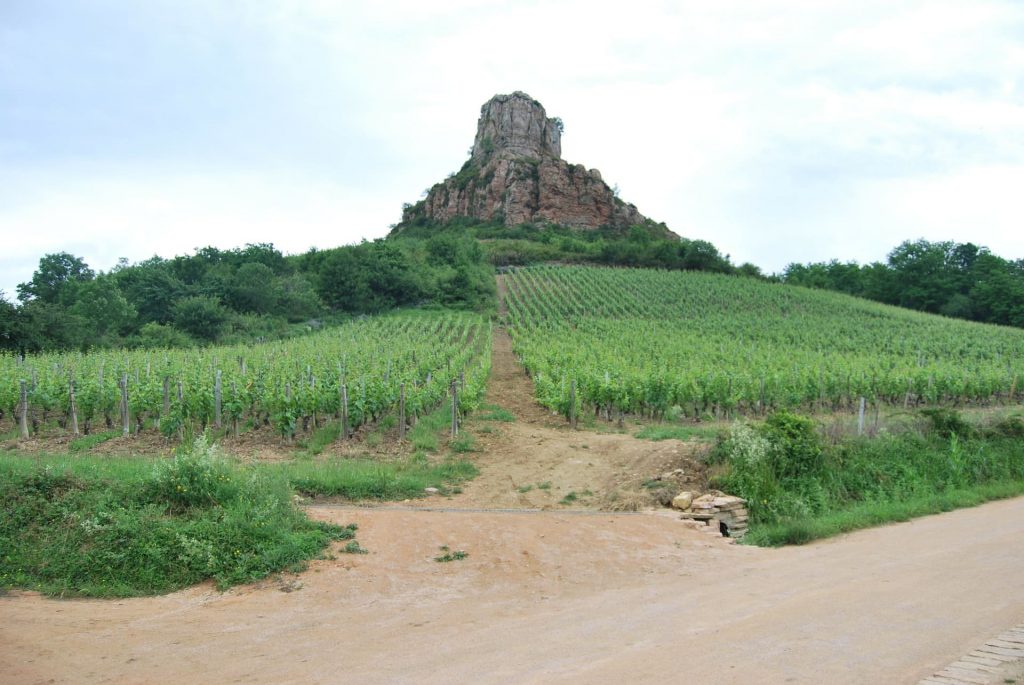 Burgundia, Maconnais uprawa szczep Chardonnay