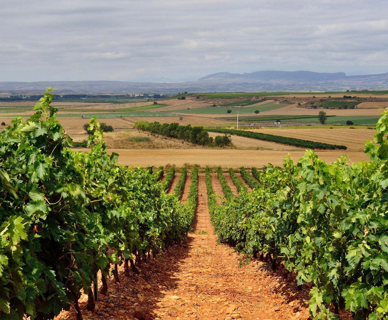 Cepa Lebrel Rioja Gran Reserva - Rioja Winnice