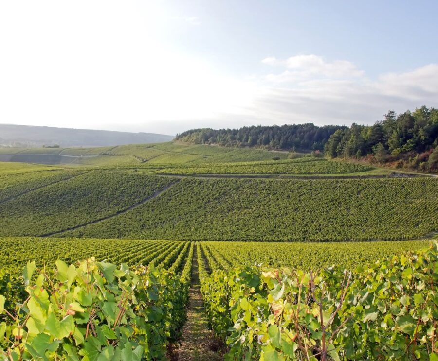 Chablis Wino i Region we Francji