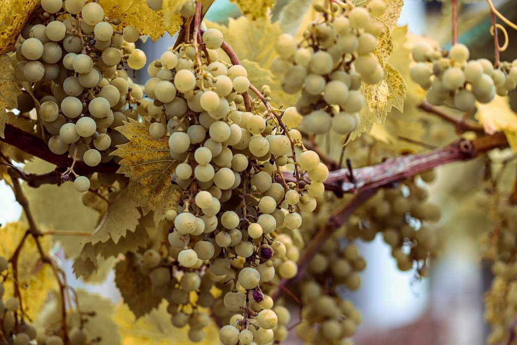 Dojrzałe białe winogrona