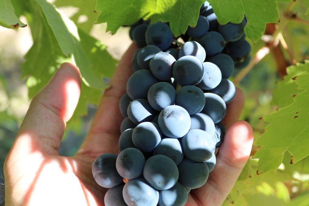 Szczep Syrah