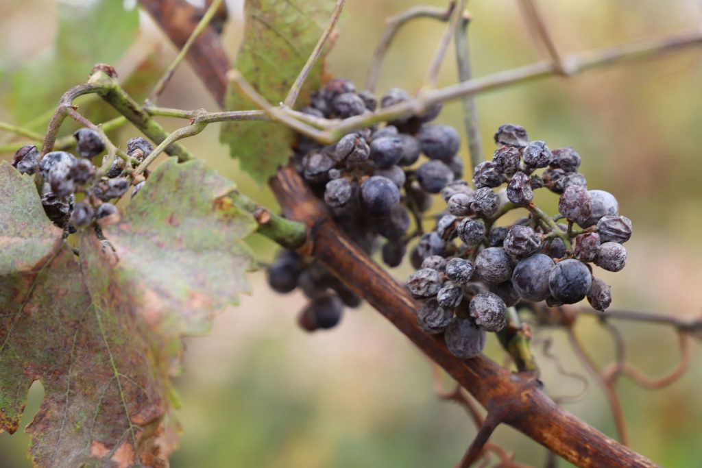 Wino słodkie typu Ice wine - zamrożone grona