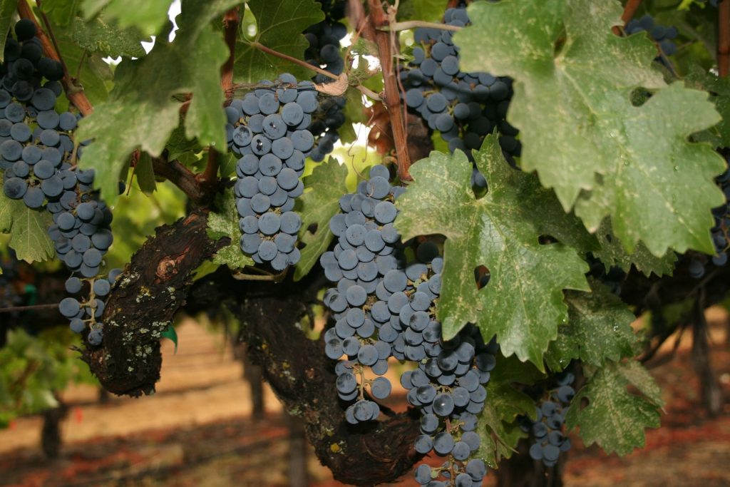 Napa Valley Zinfandel