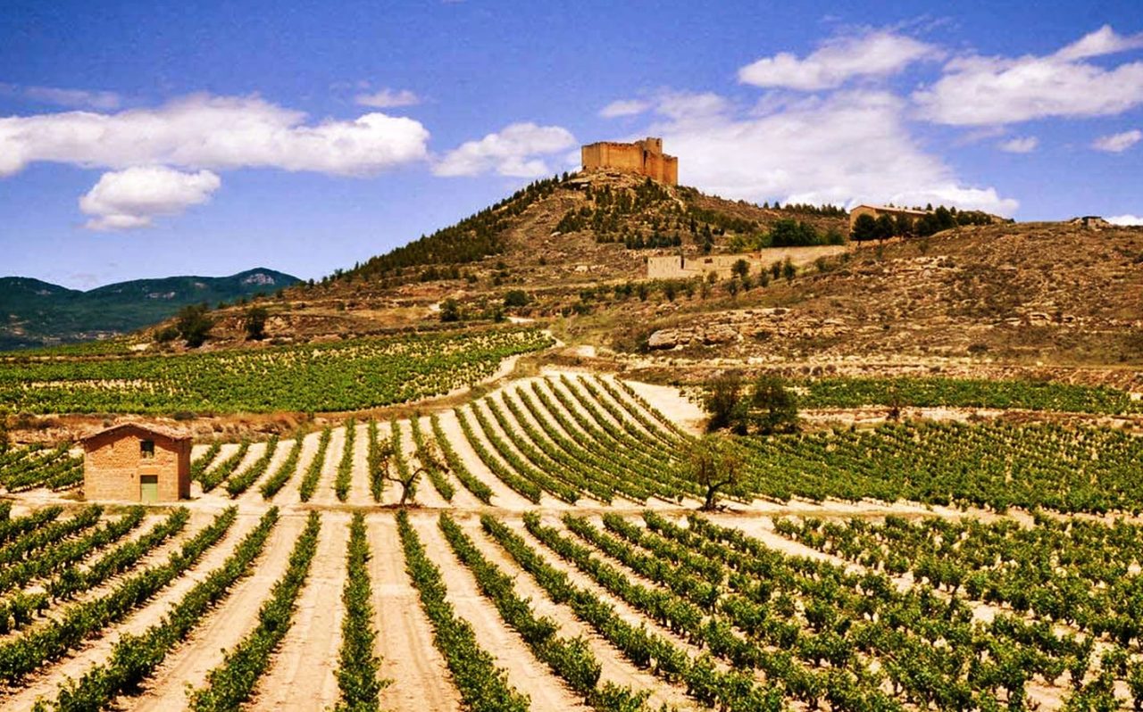 Ribera del Duero - winnice