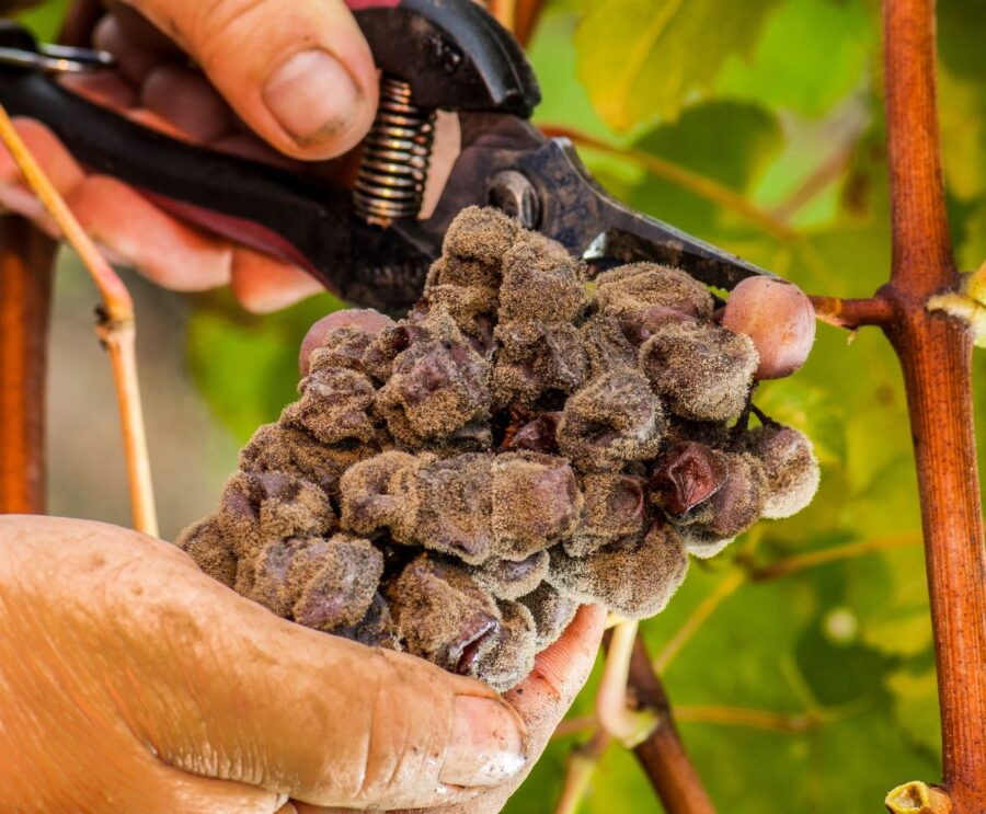 Szlachetna Pleśń w Świecie Wina: Tajemnicze Procesy, Wyjątkowe Smaki i Fascynujące Zastosowania