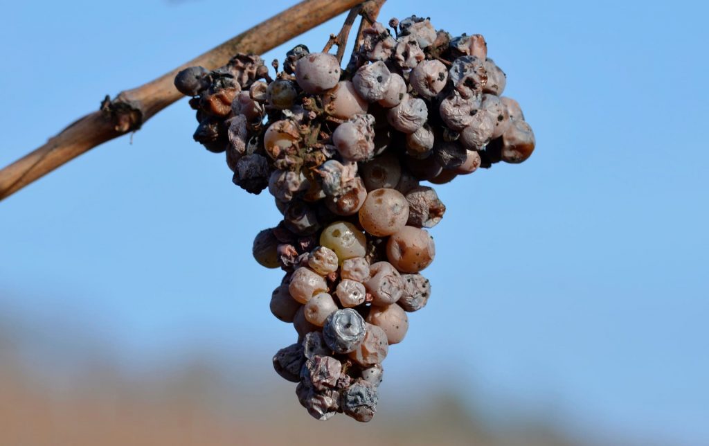 Wino słodkie, szlachetna pleśń