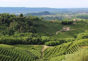 Wina musujące, Prosecco, gmina Treviso, Włochy