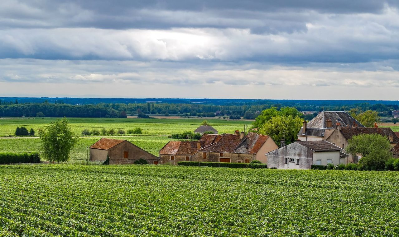 Winnica Burgundia, Francja szczep Chardonnay 