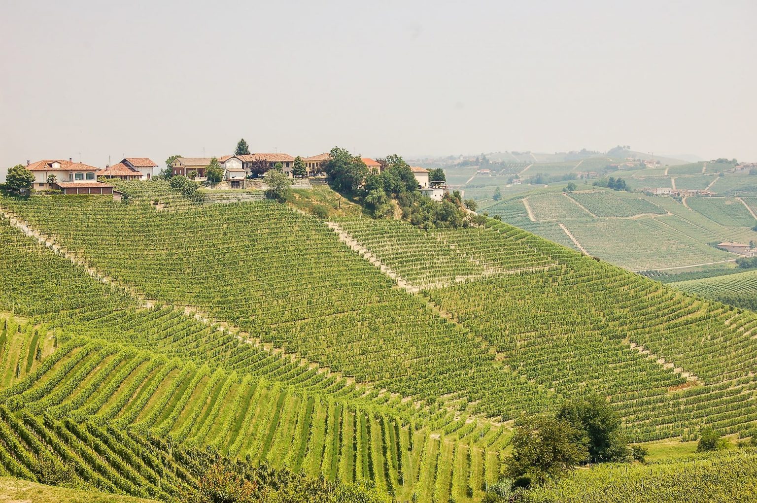Winnica Piemont, Włochy