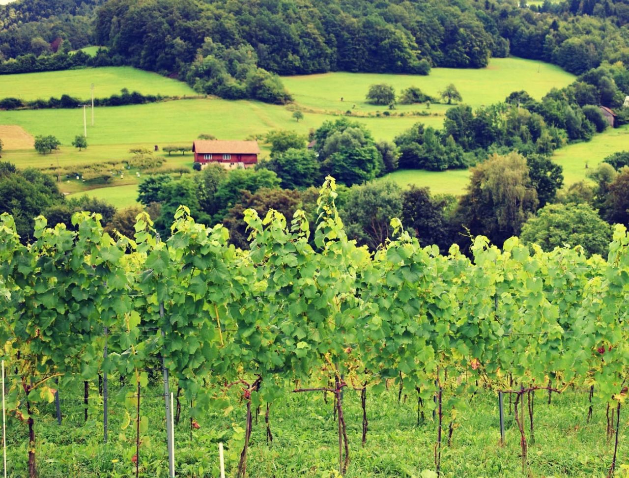 Winnica Zawadka panorama