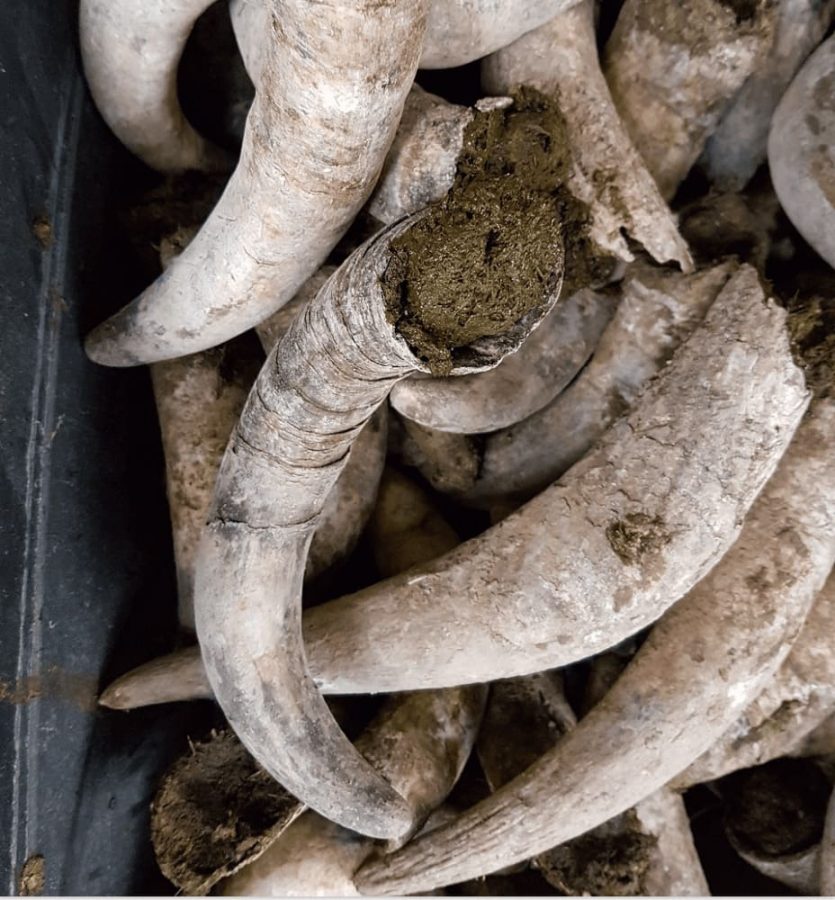 Wino biodynamiczne - krowi róg
